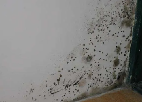 腻子粉家装用中性还是碱性腻子呢？